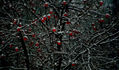 Frutos rojos