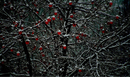 Frutos rojos
