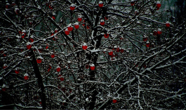 Frutos rojos 