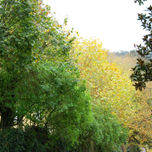 Otoño thumbnail 1