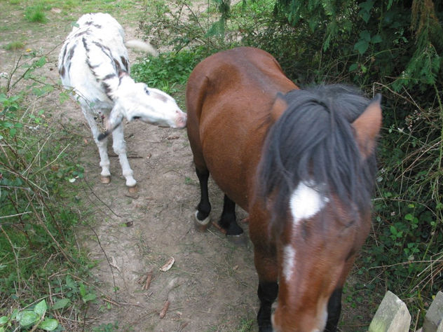 el burro y el caballo francia