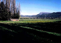 Campo de Bello en flor