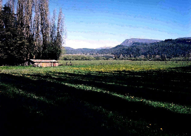 Campo de Bello en flor 