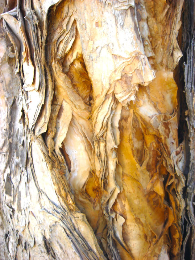 sobreposicion de la naturaleza amarilla