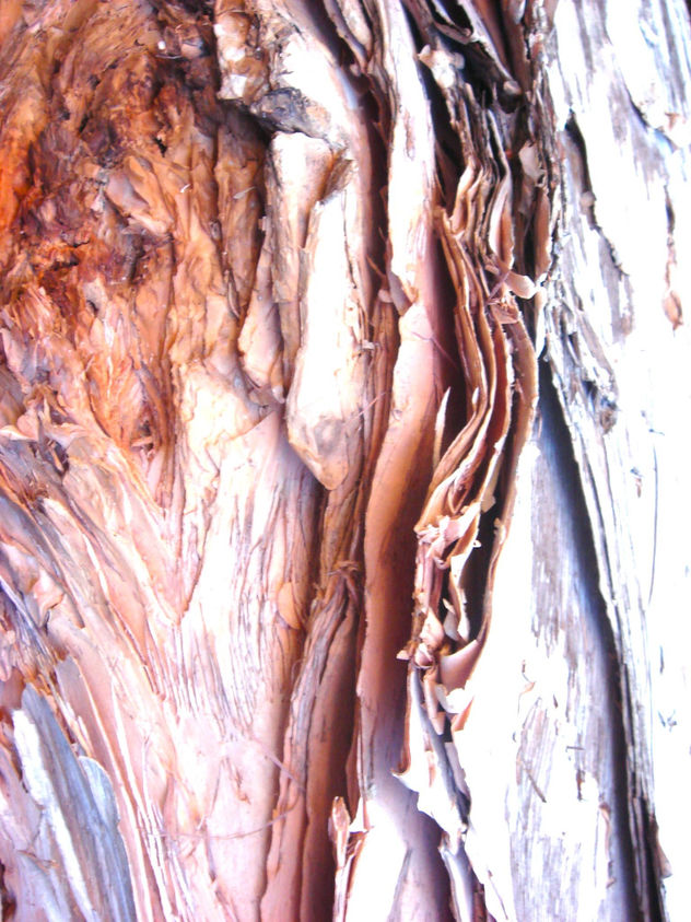 Sobreposion de la naturaleza rosada