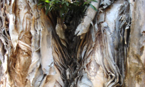 sobreposicion de la naturaleza