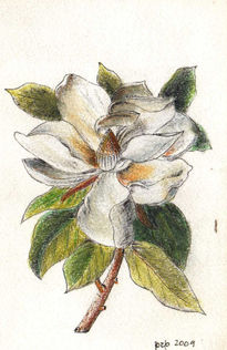 Flors . Magnolies