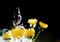 Petit fleurs