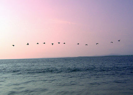12 gaviotas