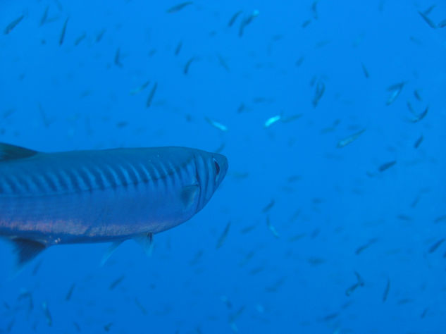 bajo el mar 