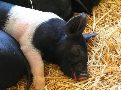 cerdo  durmiendo zzzzzz