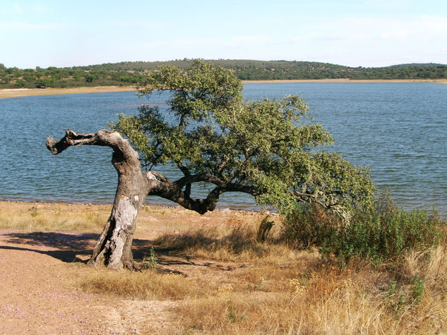 Testigo en el pantano 