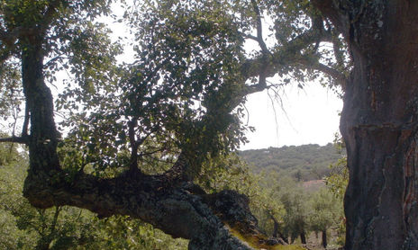 CORNALVO