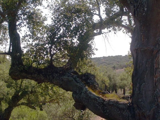 La casa en el árbol 