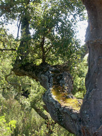 La casa en el árbol 2