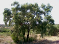 Alcornoques