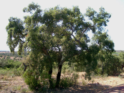Alcornoques