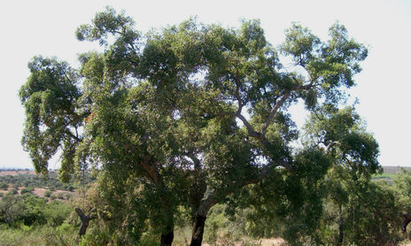 CORNALVO