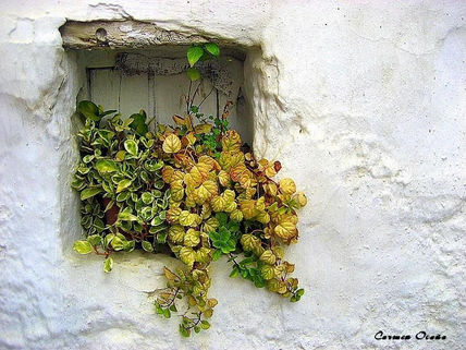 Sabor a Pueblo