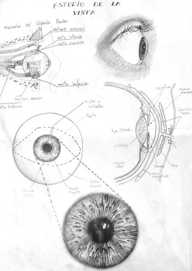 Estudio de los ojos - iris, globo ocular 