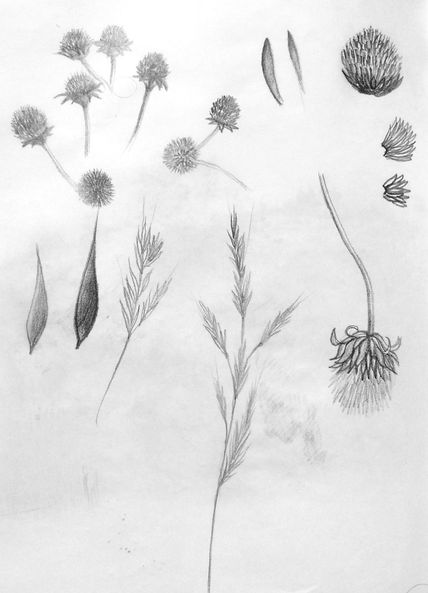 Estudio de plantas