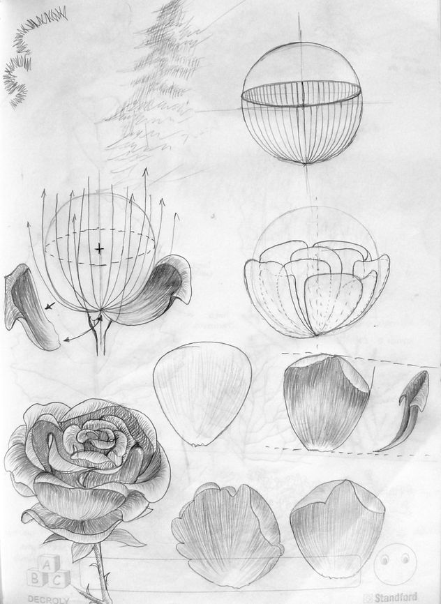 Estudio de flores - rosa