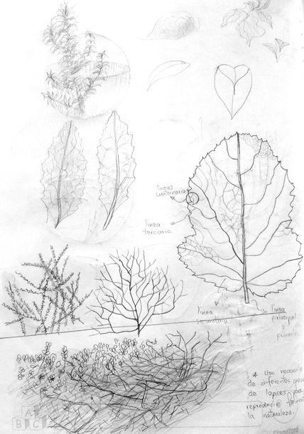 Estudio de plantas...
