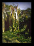 Arboles del bosque de La Habana