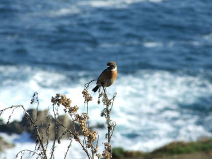 Tierra, mar y aire