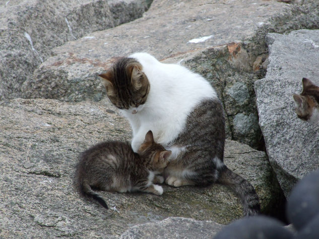 Maternidad 