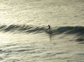 surfistas