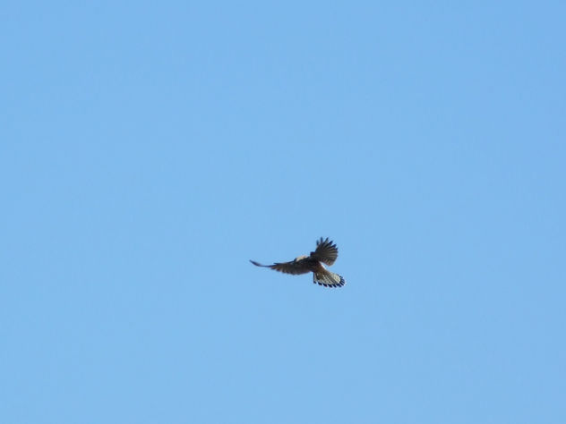 El vuelo del halcon