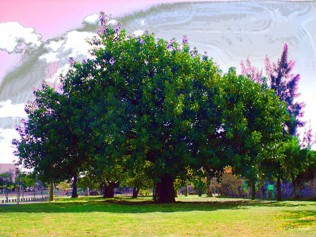 El árbol, tu árbol y mi árbol Naturaleza Color (Digital)