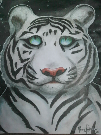 tigre 