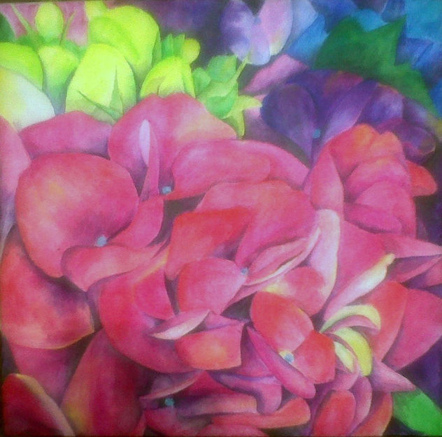 hortensia fuccia