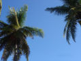 ''Verde sobre  Azul''