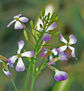 Ramo de pequeñas flores