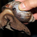 Extreme Nature thumbnail 1