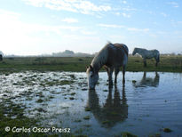 Reflejos 7