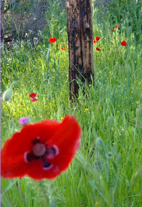 naturaleza pura