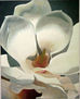 magnolia grandiflora