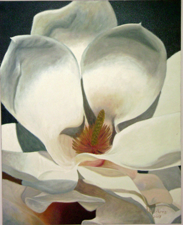 magnolia grandiflora