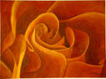 rosa macro