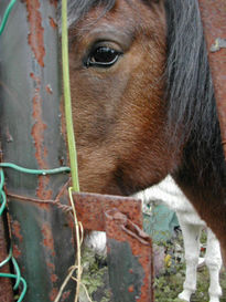 El  ojo del  caballo