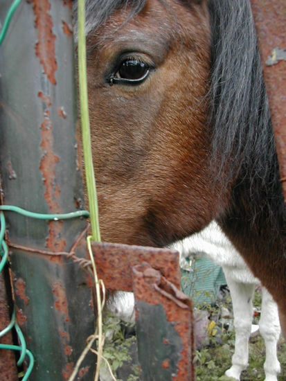 el  ojo del  caballo Deportiva Color (Digital)