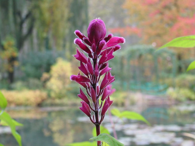 flores del  jardin  de monet