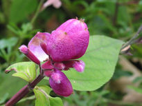 Flores del  jardin...