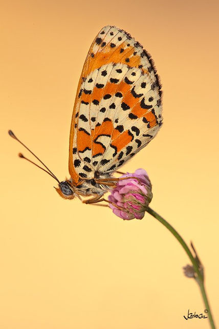 Doncella timida 2