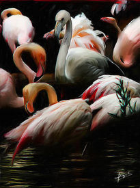 Flamencos