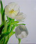 Tulipanes